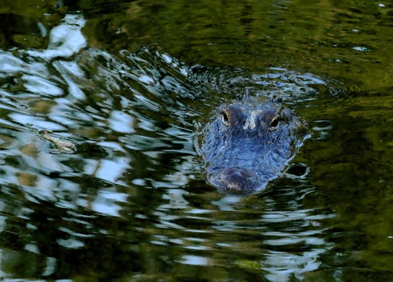 File:Armand Bayou Nature Center -- Alligator.jpg