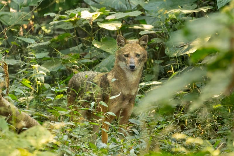File:Golden jackal in Chintamoni Kar Bird Sanctuary December 2025 by Tisha Mukherjee 01.jpg
